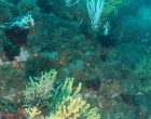 Finaliza MITICAP, proyecto de colaboración entre científicos y pescadores artesanales del Cabo de Creus