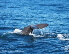 Avistamiento de 5 cachalotes en las Costas del Garraf