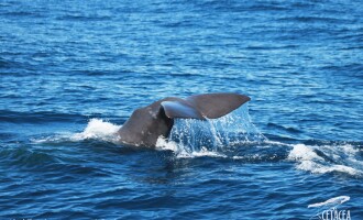 Avistamiento de 5 cachalotes en las Costas del Garraf