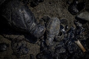 Black death of baby sea turtles_C_Sebnem_