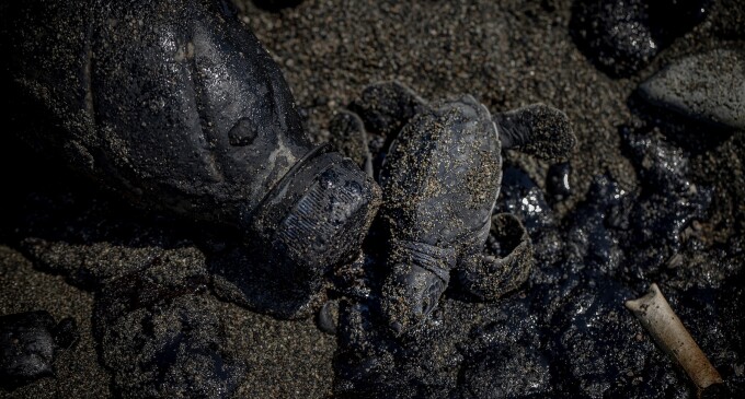 El MedFoto revela les imatges guanyadores i inaugura la quarta edició de l’exposició fotogràfica