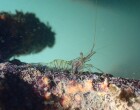 Un 2024 con un incremento notorio de la biodiversidad marina en el CN Port d’Aro