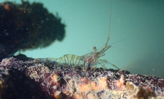 Un 2024 con un incremento notorio de la biodiversidad marina en el CN Port d’Aro