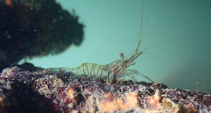 Un 2024 con un incremento notorio de la biodiversidad marina en el CN Port d’Aro