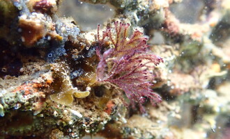 Port Masnou impulsa la integración con el municipio con iniciativas educativas sobre biodiversidad marina