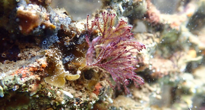 Port Masnou impulsa la integració amb el municipi amb iniciatives educatives sobre biodiversitat marina