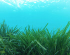 La posidonia del Port de Mataró se recupera parcialmente del temporal Glòria del 2020