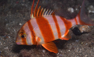 El Port Olímpic se suma a la Conferencia SeaWilding 2025 con una muestra de documentales, fotografía y propuestas familiares