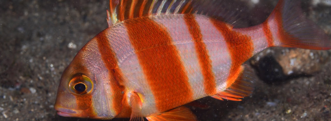 El Port Olímpic se suma a la Conferencia SeaWilding 2025 con una muestra de documentales, fotografía y propuestas familiares