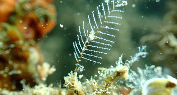 En el CN Estartit siguen creando vida en el puerto con las LBU: biodiversidad, biomasa y fijación de carbono
