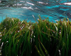 El Port de Mataró, un entorno portuario vinculado a la conservación de la posidonia oceánica
