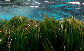 El Port de Mataró, un entorno portuario vinculado a la conservación de la posidonia oceánica