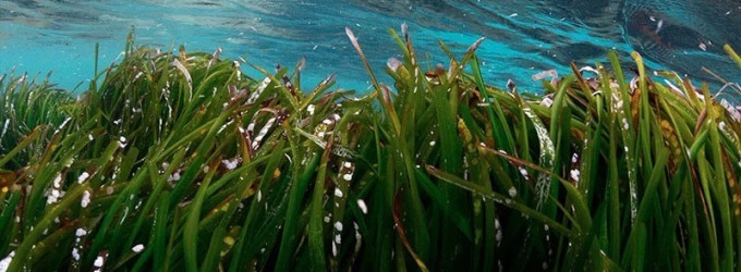 El Port de Mataró, un entorno portuario vinculado a la conservación de la posidonia oceánica