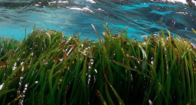 El Port de Mataró, un entorno portuario vinculado a la conservación de la posidonia oceánica